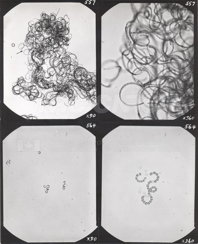 Microbiology 009