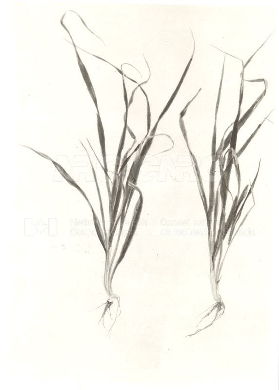 Diseased Barley Plants c.1933 002