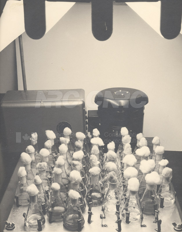 Toxic Algae Cultures c.1950s