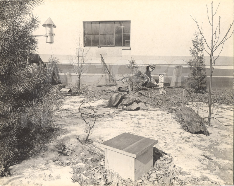 Animal Enclosures at Field Station- A. Templeton March 1953