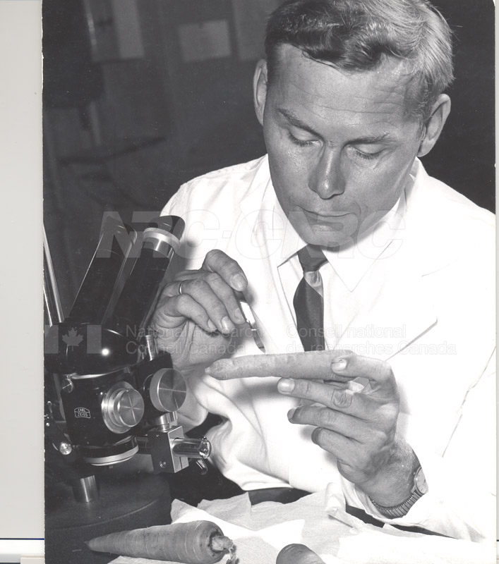 Biosciences Division- Experiments to Determine the Effect of High Humidity on the Storage Life of Carrots 1966 001
