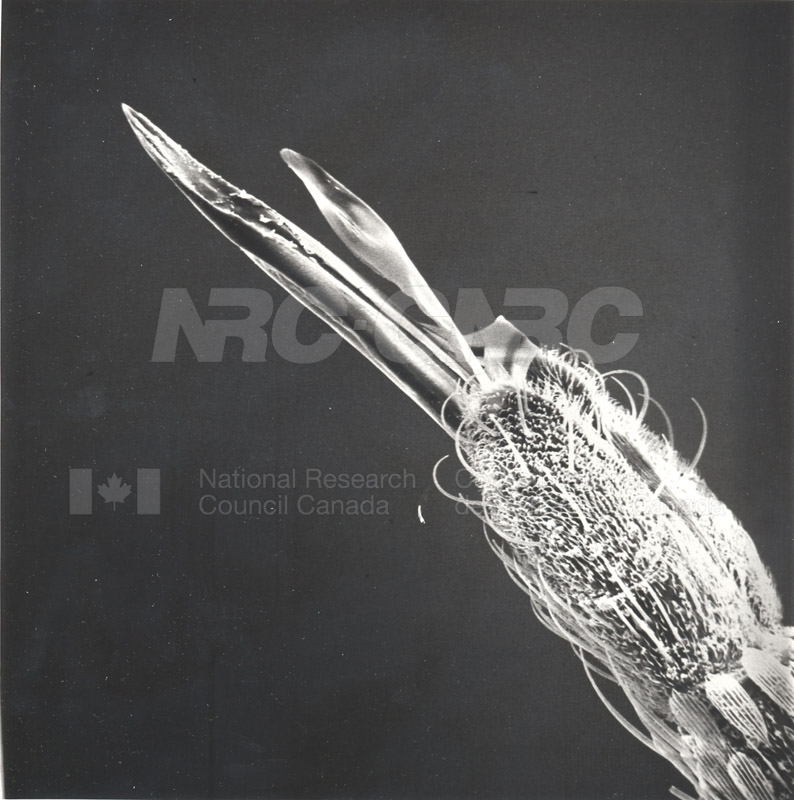 Biologie Université de l'Alberta entymologie 005