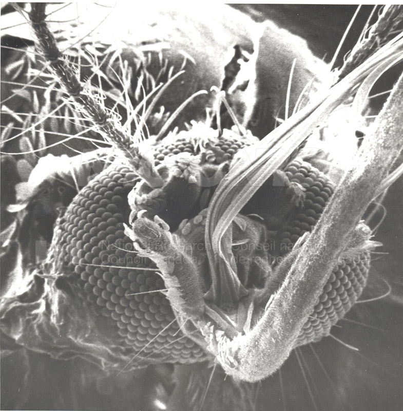 Biologie Université de l'Alberta entymologie 004