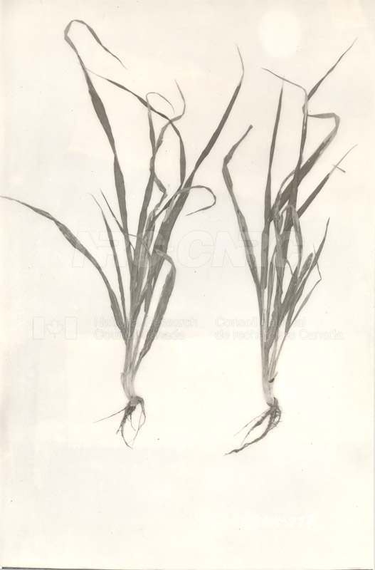Division de la biologie et Agriculture - plantes malades de l'orge (KK-77 b) c.1933
