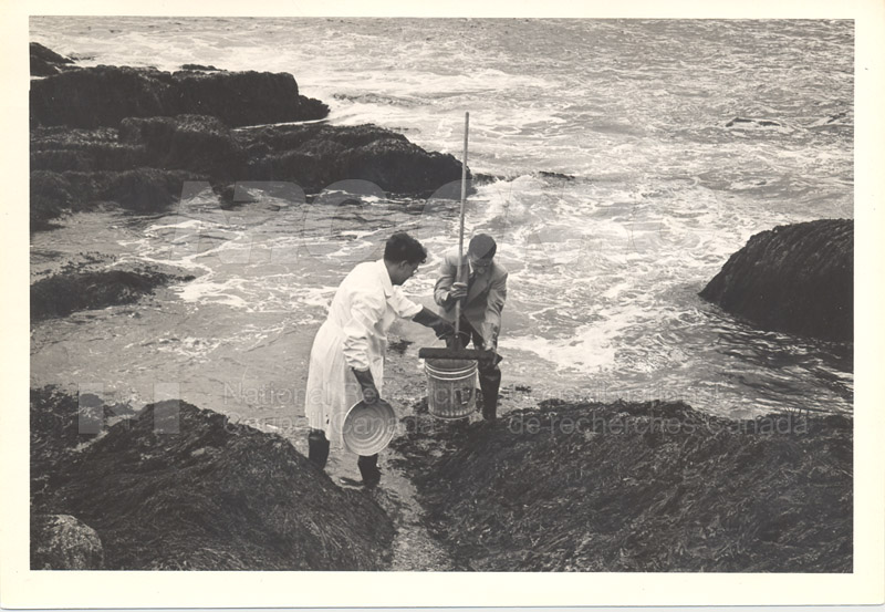 Collecte des algues rouges (mousse d'Irlande) Terrance Bay 1956